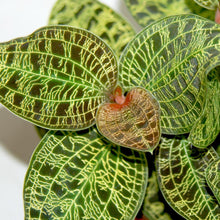 Load image into Gallery viewer, Macodes petola (Jewel Orchid) in terrarium 14/35 Plants Almost Paradise Berlin 

