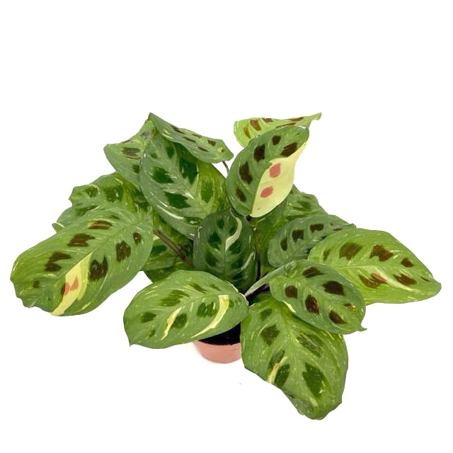 Maranta leuconeura Fiesta 12/30 Plants Almost Paradise Berlin 