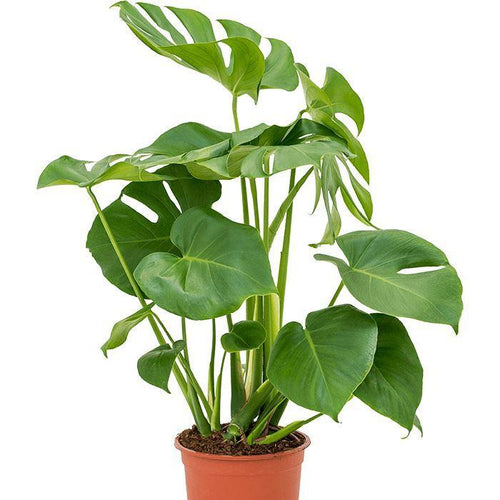 Monstera deliciosa 21/70 Plants Almost Paradise Berlin 