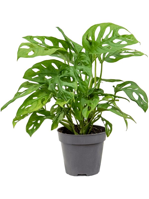 Monstera 