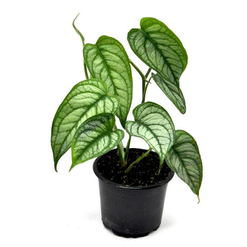 Monstera Siltepecana 12/25 Plants Almost Paradise Berlin 