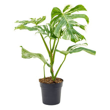 Load image into Gallery viewer, !Monstera variegata 17/55 Plants Almost Paradise Berlin 
