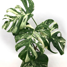 Load image into Gallery viewer, Monstera variegata Plants Almost Paradise Berlin 
