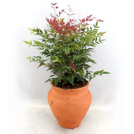 Nandina domestica Obsessed (Sacred bamboo) in Terracotta pot 26/50 Plants Almost Paradise Berlin 