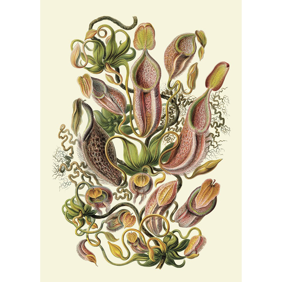 Nepenthaceae Poster Print 70x100 #8213 Homeware The Dybdahl 