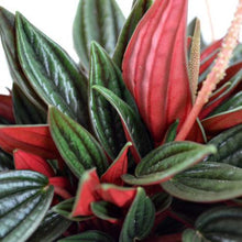 Load image into Gallery viewer, Peperomia caperata rosso 10.5/15 Plants Almost Paradise Berlin 
