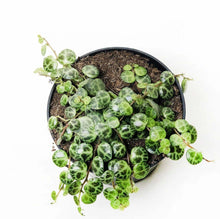 Lade das Bild in den Galerie-Viewer, Peperomia prostrata baby &quot;String of Turtle&quot; Plants Almost Paradise Berlin 
