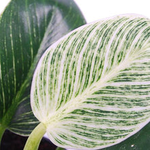 Load image into Gallery viewer, Philodendron birkin &quot;White Measure&quot; 12/25 Plants Almost Paradise Berlin 
