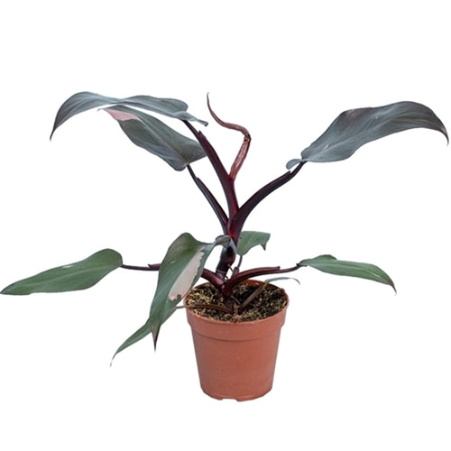 !Philodendron Burgundy Princess 12/40 Plants Almost Paradise Berlin 