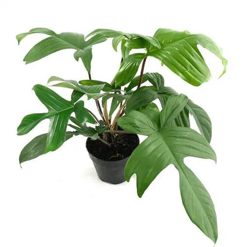 Philodendron Florida Green 14/45 Plants Almost Paradise Berlin 