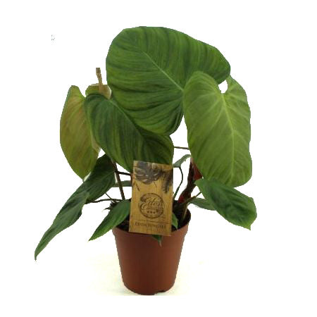 Philodendron 