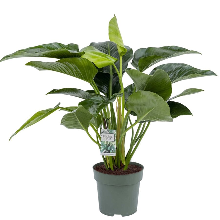 Philodendron Green Beauty 27/100 Plants Almost Paradise Berlin 