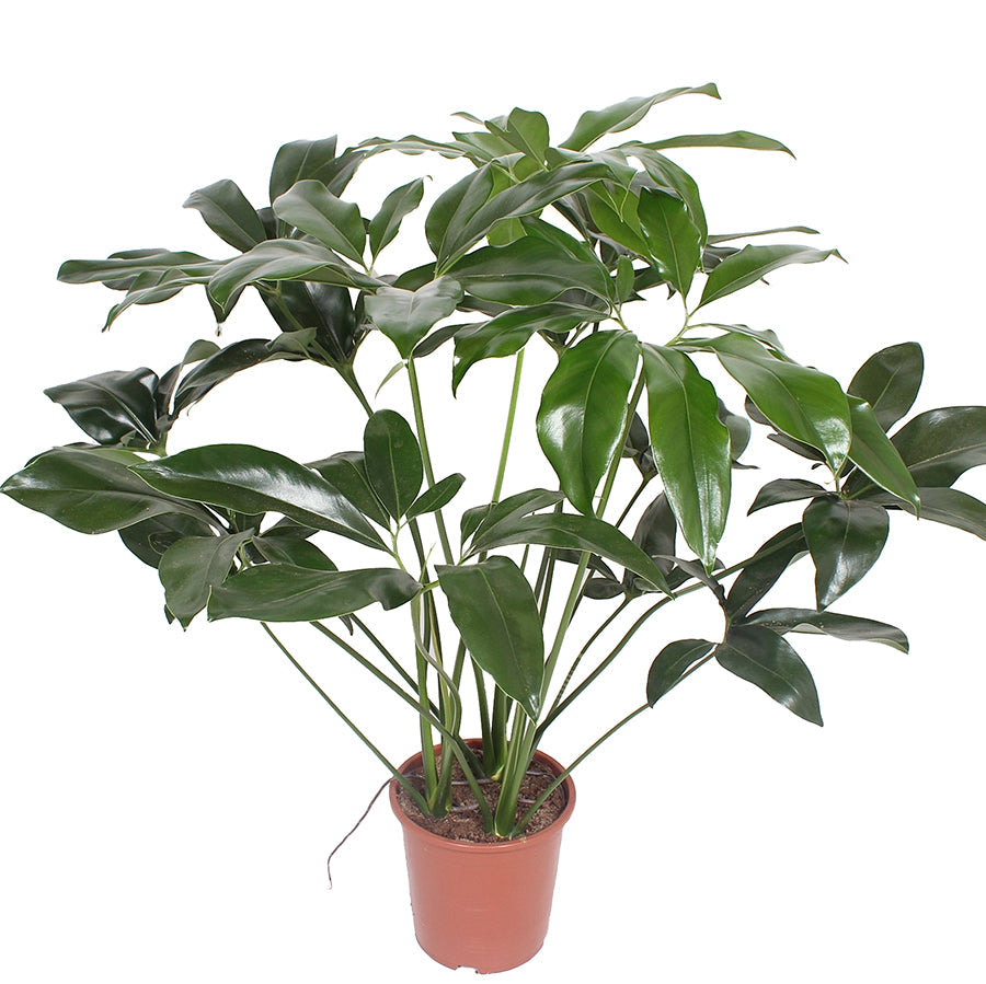 Philodendron Green Wonder 27/110 Plants Almost Paradise Berlin 