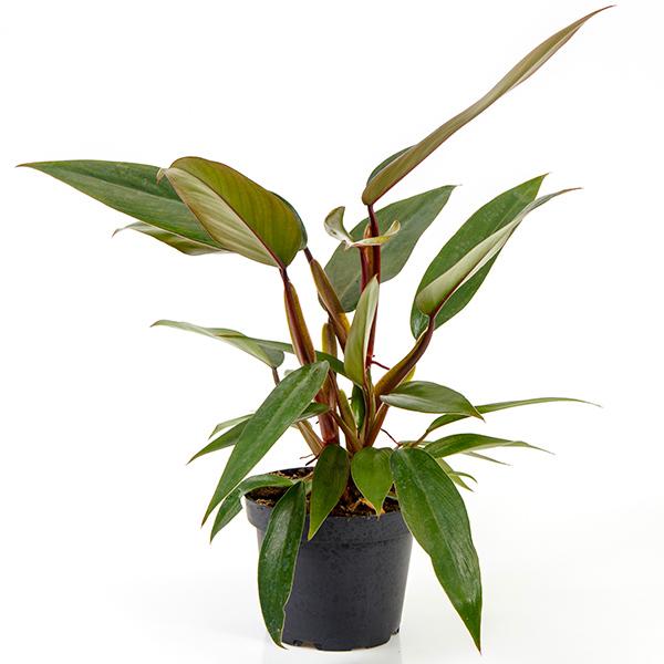 Philodendron mandaianum 