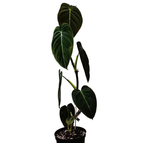 !Philodendron Melanochrysum (nr.693) 14/45 Plants Almost Paradise Berlin 