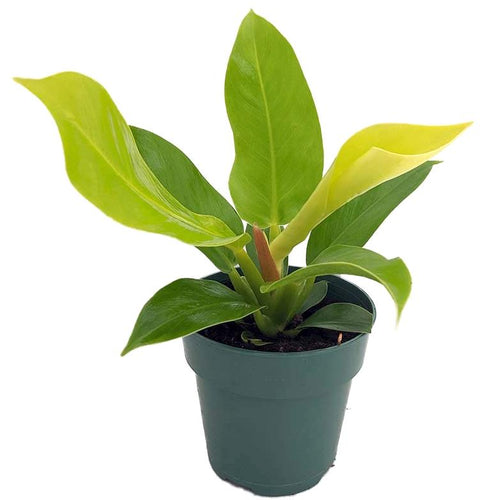 Philodendron Moonlight 14/15 Plants Almost Paradise Berlin 