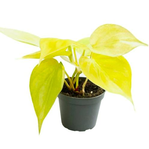 Philodendron Neon Baby plant Plants Almost Paradise Berlin 