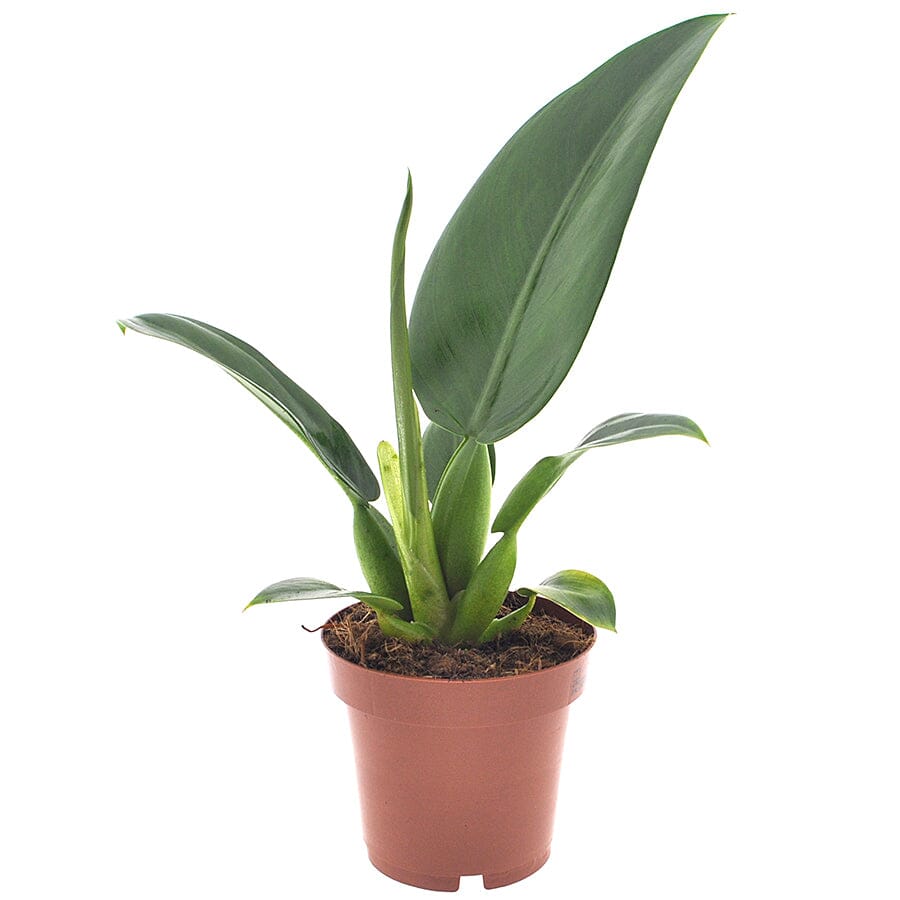 Philodendron Pacova 12/20 Plants Almost Paradise Berlin 