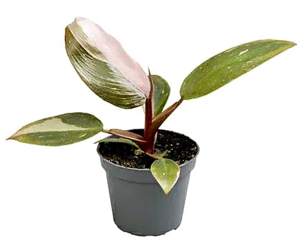 Philodendron Pink Princess Baby plant Plants Almost Paradise Berlin 