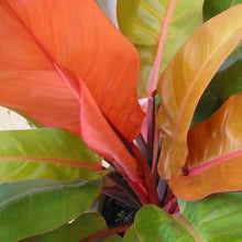 Load image into Gallery viewer, Philodendron Prince of Orange 17/45 Plants Almost Paradise Berlin 
