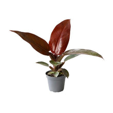 Load image into Gallery viewer, Philodendron &quot;Red Sun&quot; Baby plant Plants Almost Paradise Berlin 
