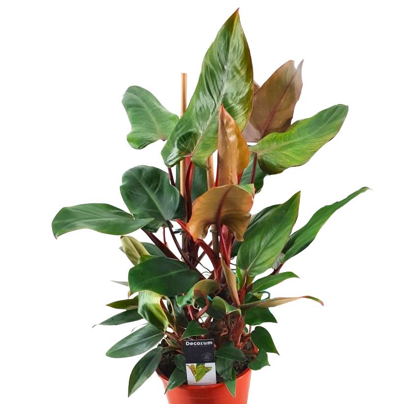 Philodendron Red Twins Pyramide 19/80 Plants Almost Paradise Berlin 