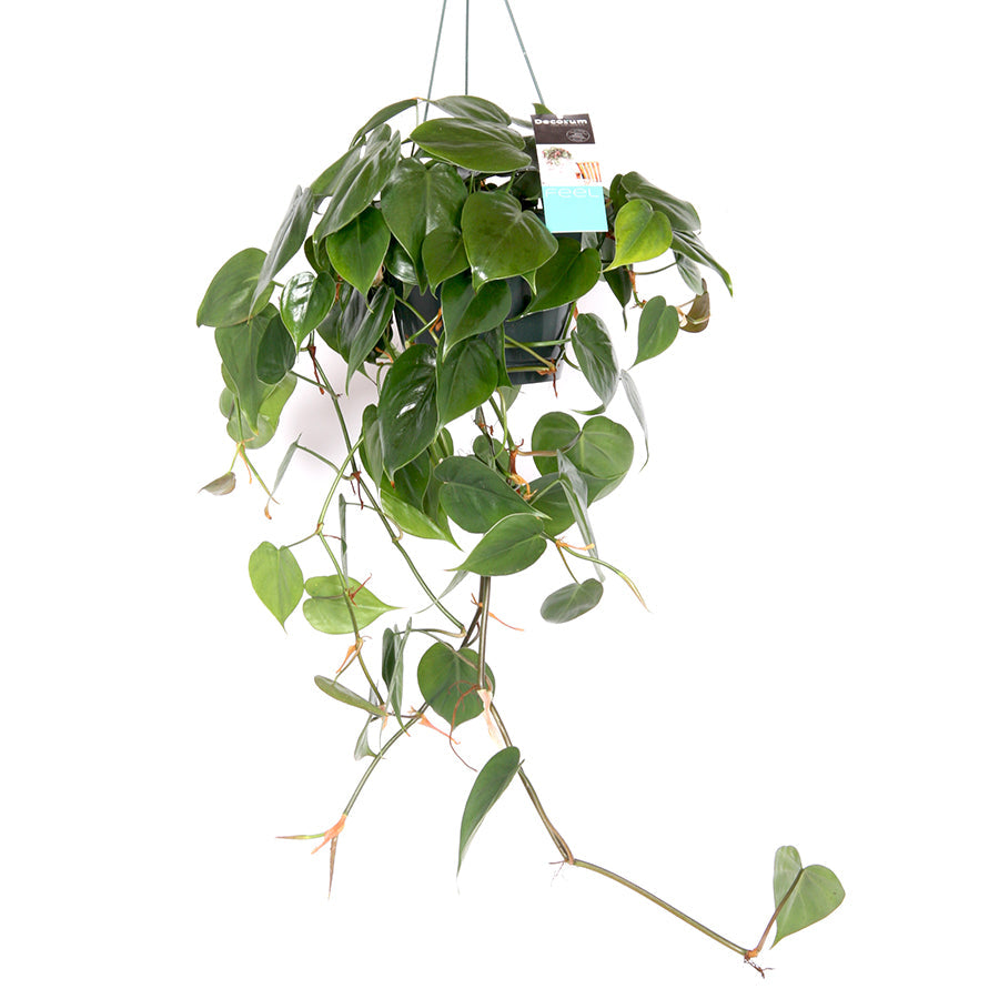 Philodendron scandens Ampel 17/40 Plants Almost Paradise Berlin 