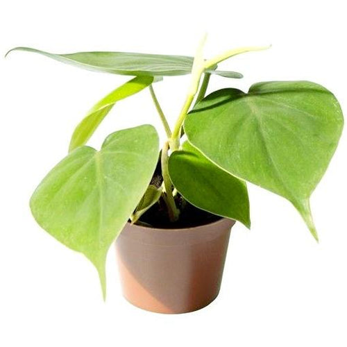 Philodendron scandens Baby plant Plants Almost Paradise Berlin 