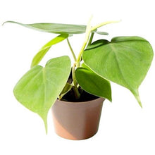 Load image into Gallery viewer, Philodendron scandens Baby plant Plants Almost Paradise Berlin 
