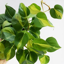 Load image into Gallery viewer, Philodendron scandens Brasil 12/15 Plants Almost Paradise Berlin 
