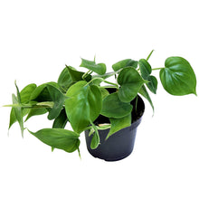 Load image into Gallery viewer, Philodendron scandens &quot;Brasil&quot; 12/20 Plants Almost Paradise Berlin 
