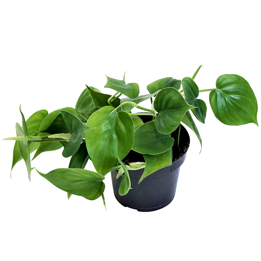 Philodendron scandens 