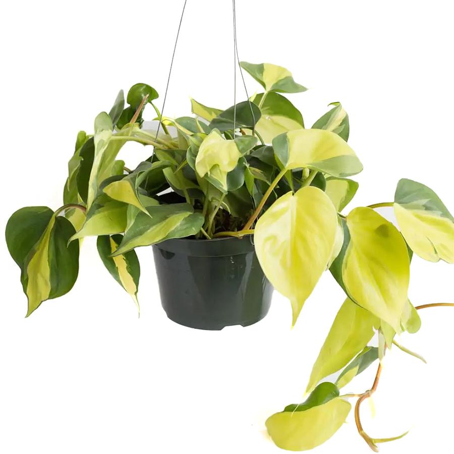 Philodendron scandens Brasil Ampel 14/40 Plants Almost Paradise Berlin 