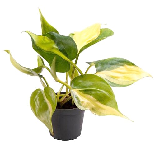 Philodendron scandens Brasil Baby plant Plants Almost Paradise Berlin 