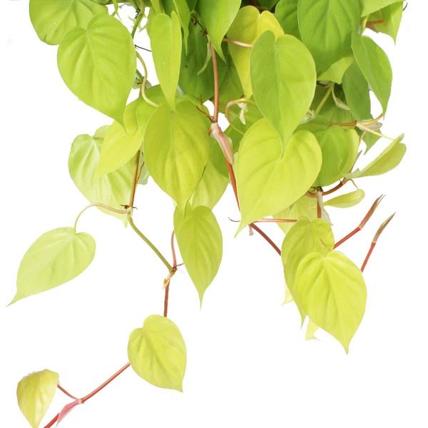 Philodendron scandens lime 12/15 Plants Almost Paradise Berlin 