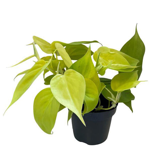 Philodendron scandens lime 12/15 Plants Almost Paradise Berlin 
