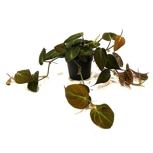 Philodendron scandens subsp. micans 12/20 Plants Almost Paradise Berlin 