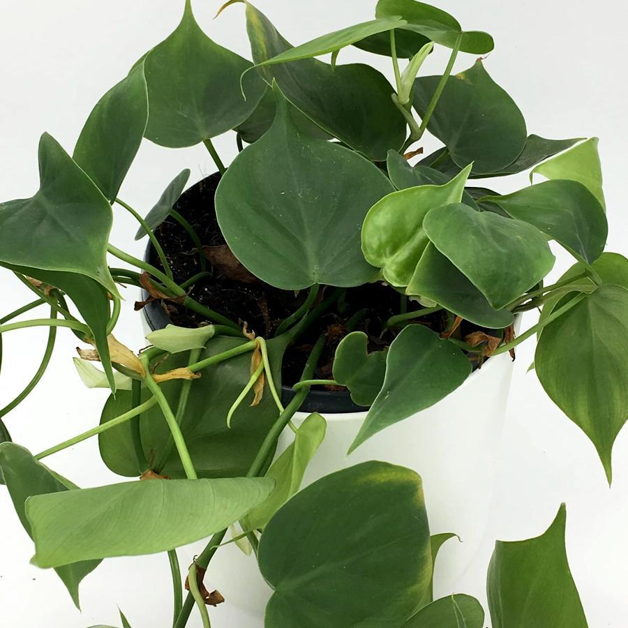 Philodendron scandens XXL 21/200 Plants Almost Paradise Berlin 