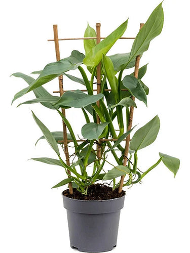 Philodendron Silver Sword 17/65 Plants Almost Paradise Berlin 