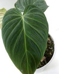 Philodendron 
