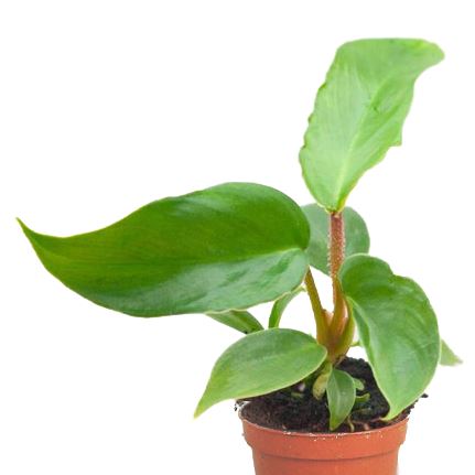 Philodendron squamiferum Baby plant Plants Almost Paradise Berlin 