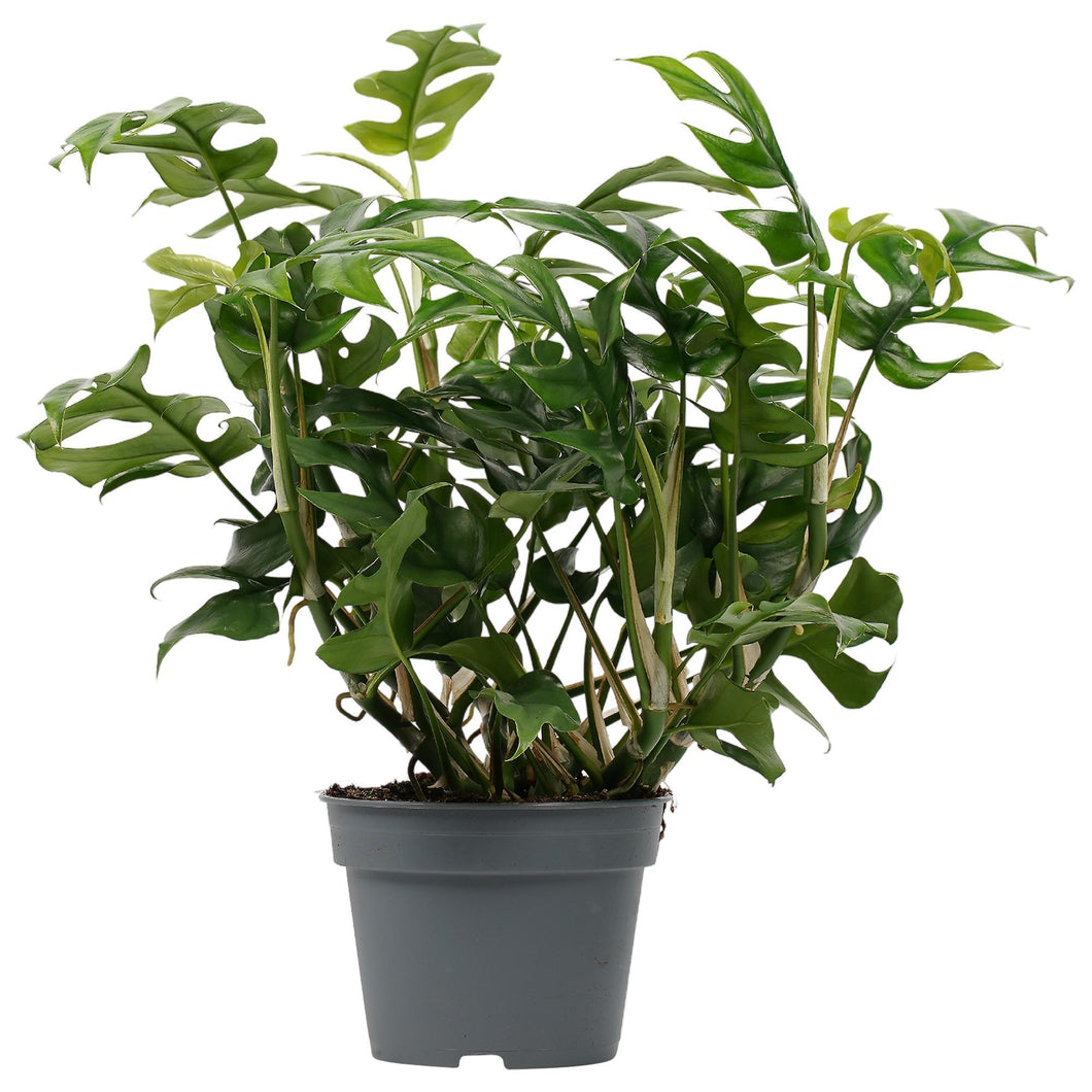 Philodendron Trophy 60cm Plants Almost Paradise Berlin 