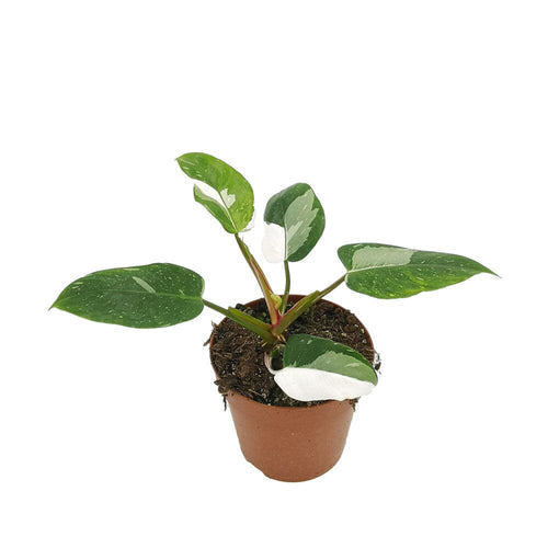 Philodendron White Princess baby plant Plants Almost Paradise Berlin 