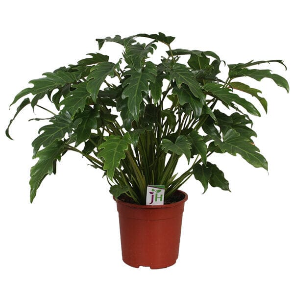 Philodendron Xanadu 19/60 Plants Almost Paradise Berlin 