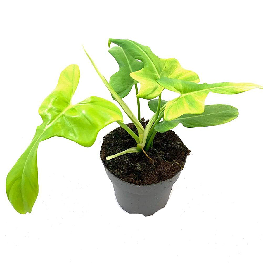 Philodendron Yellow Violin 12/35 Plants Almost Paradise Berlin 
