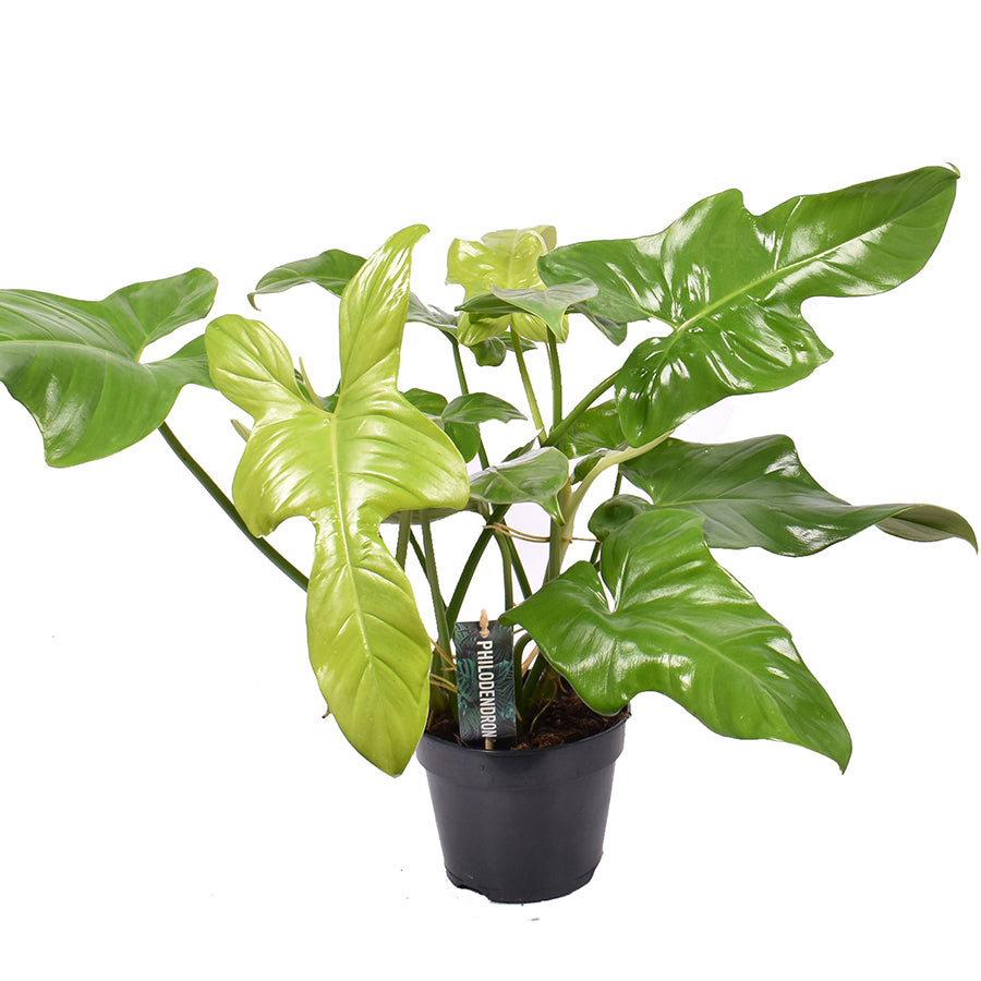 Philodendron Yellow Violin 19/60 Plants Almost Paradise Berlin 