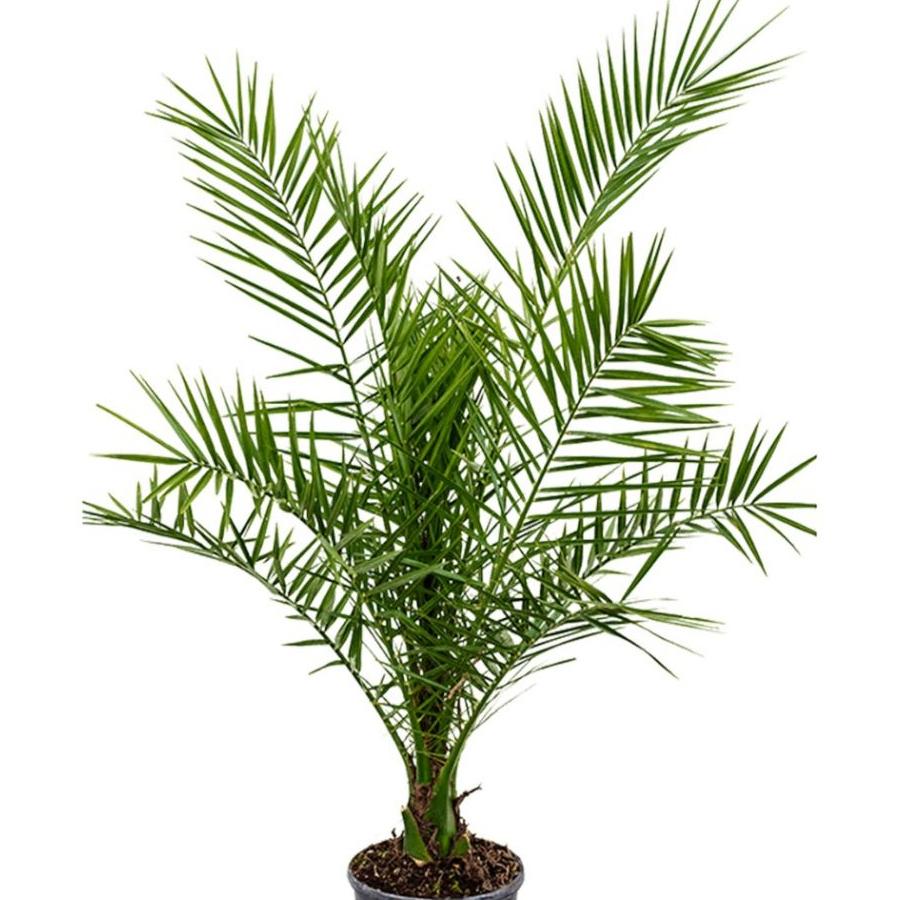 Phoenix roebelenii (Pygmy date palm) 140cm Plants Almost Paradise Berlin 