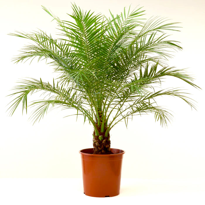 Phoenix roebelenii (Pygmy date palm) 24/110cm Plants Almost Paradise Berlin 