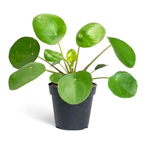 Pilea peperomioides - Chinese money baby plant Plants Almost Paradise Berlin 