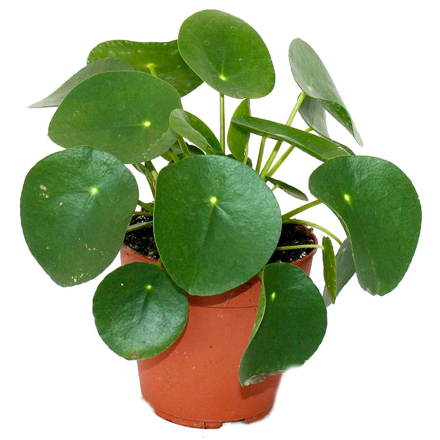 Pilea peperomioides - Chinese money plant 12/20 Plants Almost Paradise Berlin 
